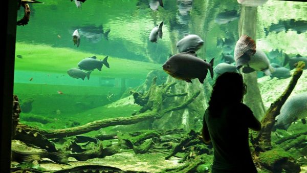 Wyprawa do Cosmocaixa to też szansa na spotkanie ze zwierzętami, barcelona dla dzieci
